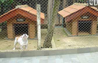 Canil Chamego Dog - Foto 1