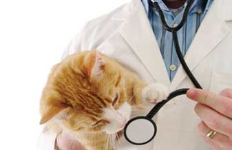 Animal Care Clínica Veterinária - Foto 1