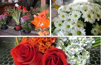 Floricultura Decarte - Foto 1