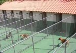 hotel-para-animais-barueri-1452197963