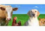 produtos-veterinarios-barueri-1452198270