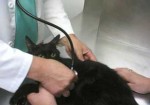 veterinários-barueri-1452198475