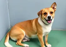 castração gratuita de cães e gatos