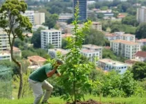 Barueri amplia arborização